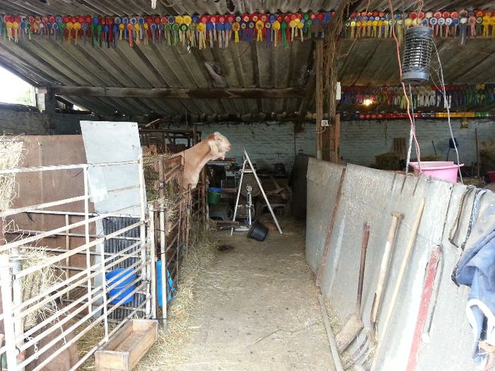 20130602_122812 - ANGLO NUBIENE-in vizita la MEL HOLDBROOK UK