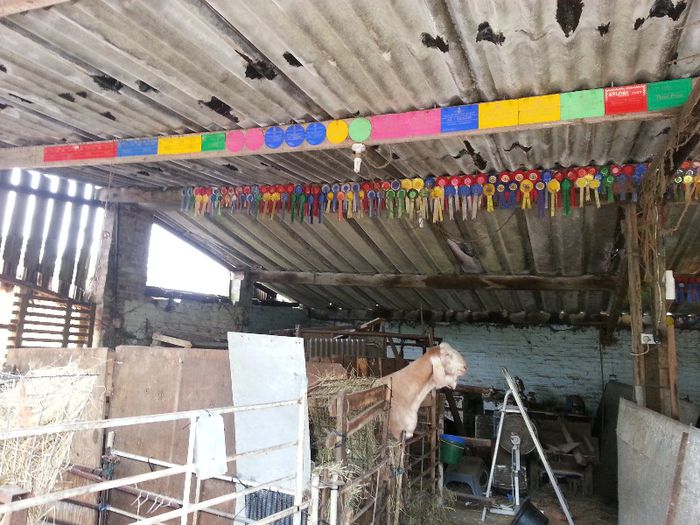 20130602_122838 - ANGLO NUBIENE-in vizita la MEL HOLDBROOK UK