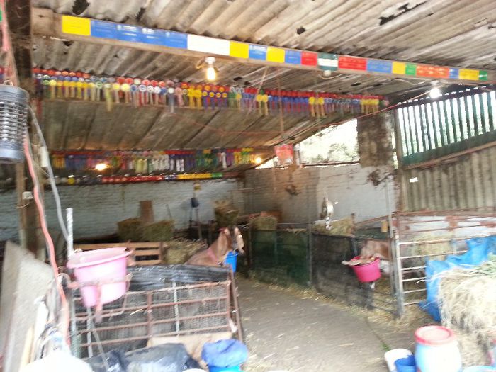 20130602_122842 - ANGLO NUBIENE-in vizita la MEL HOLDBROOK UK