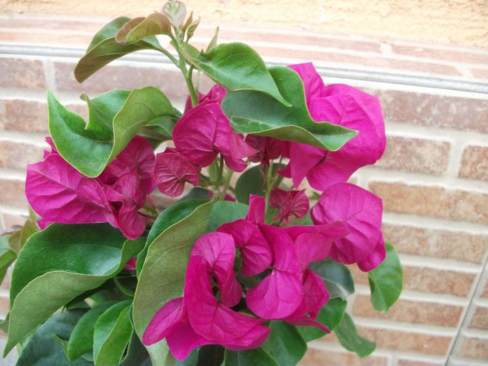 095 - Bougainvillea