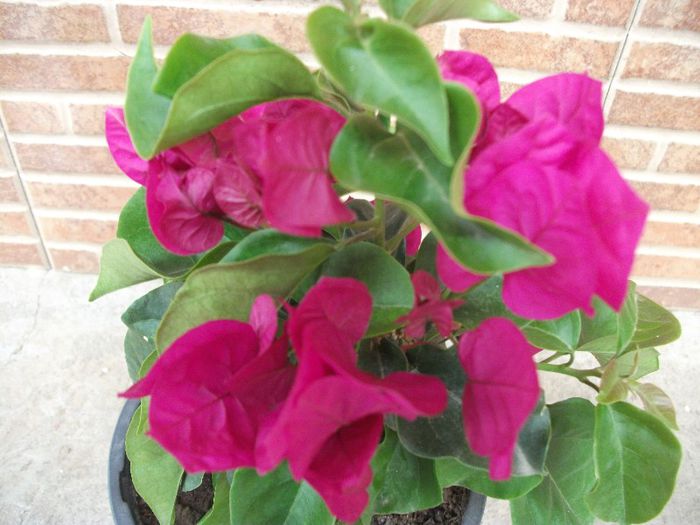 097 - Bougainvillea