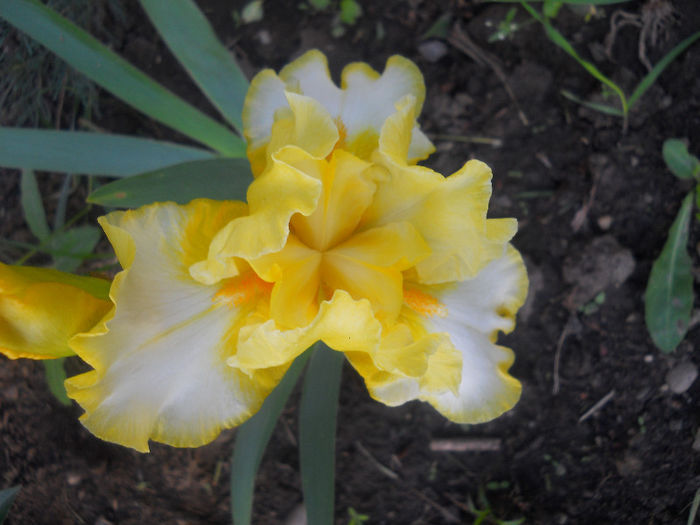 fringe of gold - irisi 2013