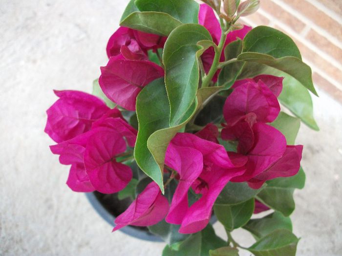 100 - Bougainvillea