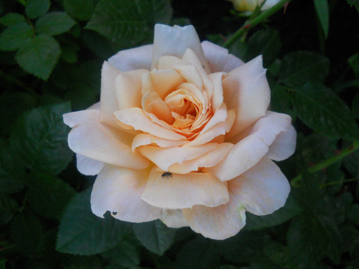 095