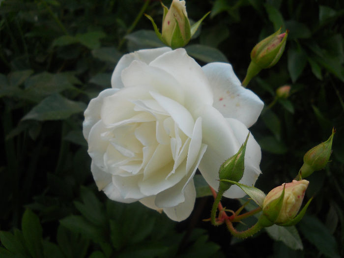 098
