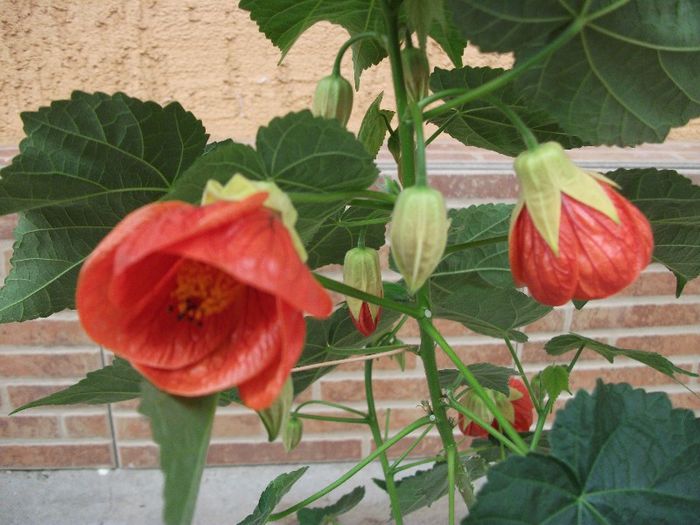 080 - Abutilon