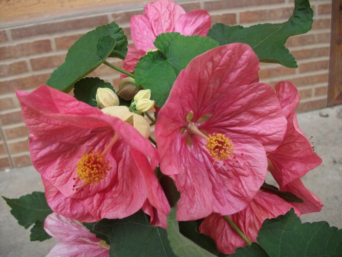 112 - Abutilon