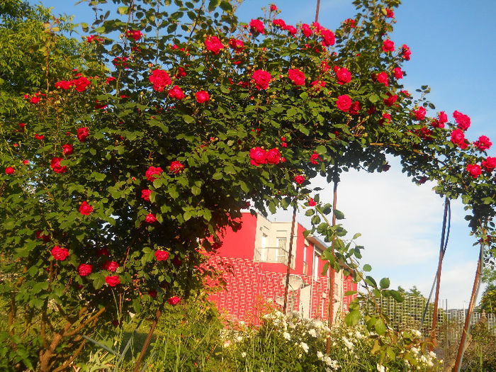 141 - gradina in 2013