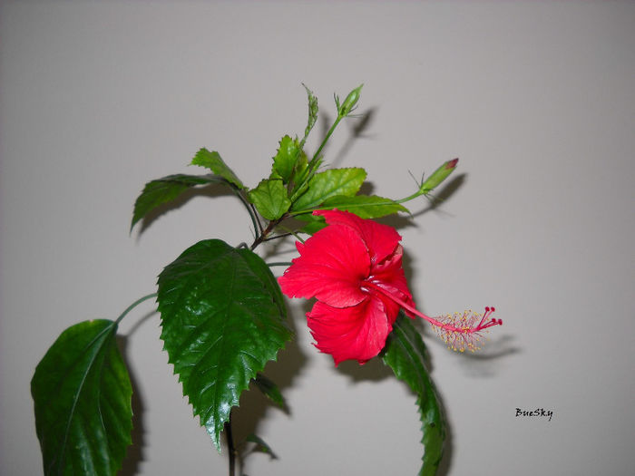 Surinam - HIBISCUS