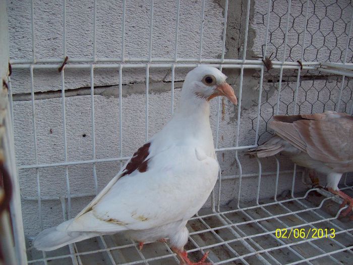 100_7786 - PUI 2013