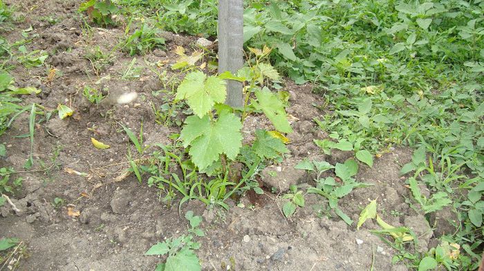 DSC00365; Crimson an 1 Sem Luca.
