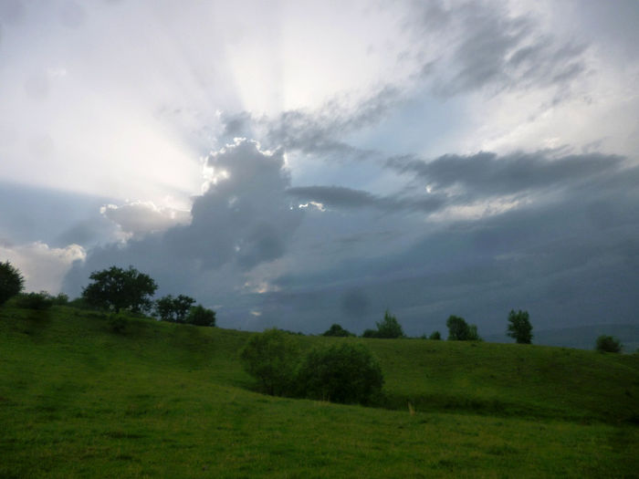 .... - Foto--peisaje_animale