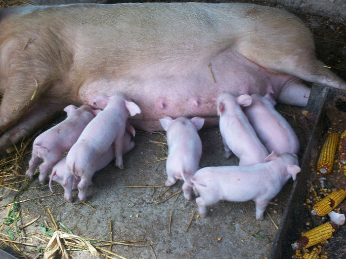 Promotia mai 2013 DE VANZARE