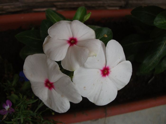 vinca