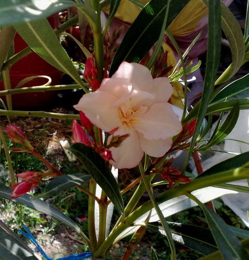 Apricot Q