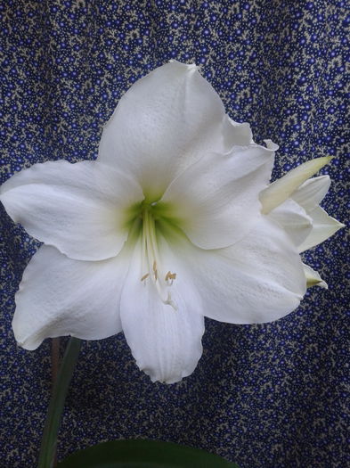 [13] 2013-05-31 20.22.25 - Hippeastrum 2013