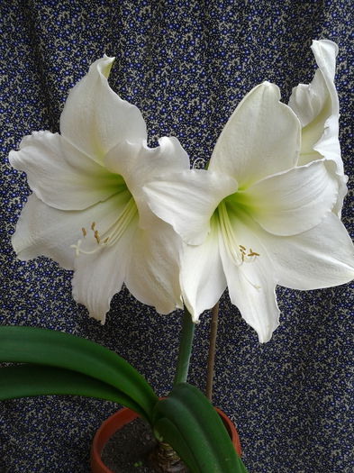 2013-06-02 16.28.16 - Hippeastrum 2013