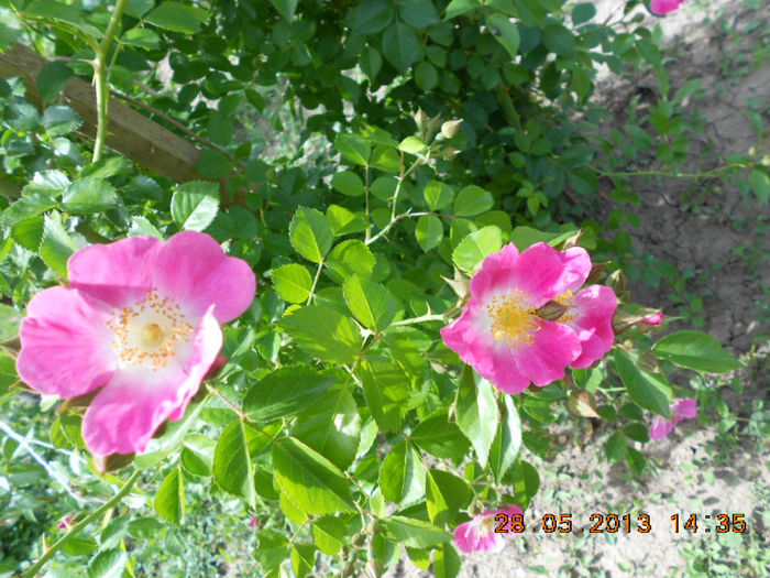 DSCN8108 - Trandafiri 2013