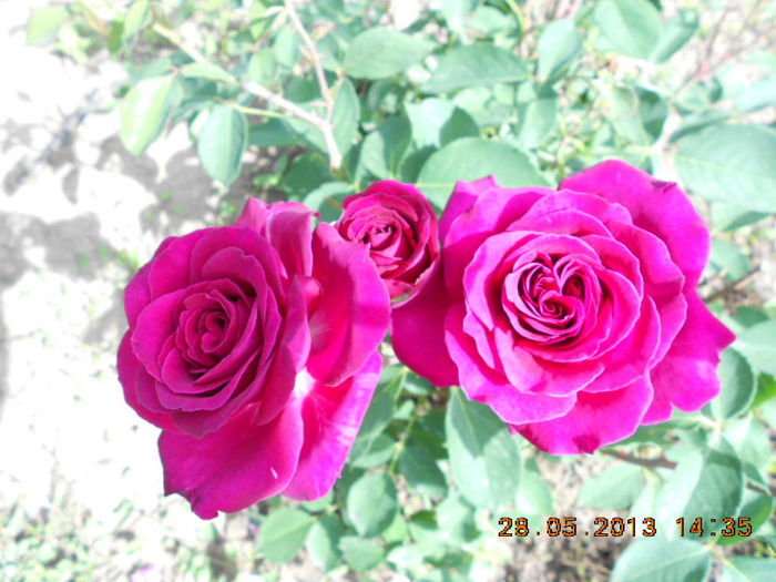 DSCN8112 - Trandafiri 2013