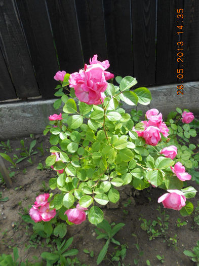 DSCN8114