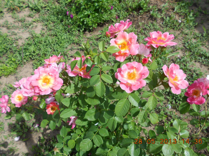DSCN8116