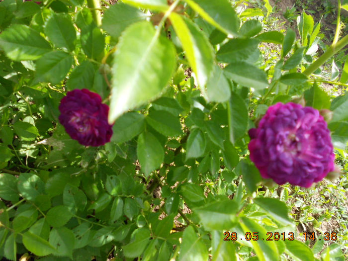 DSCN8118