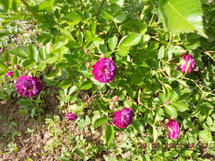 DSCN8119
