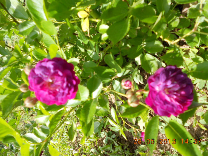 DSCN8120