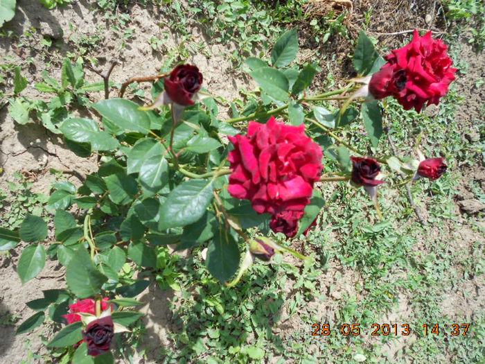 DSCN8122