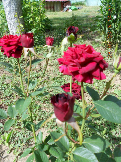 DSCN8123