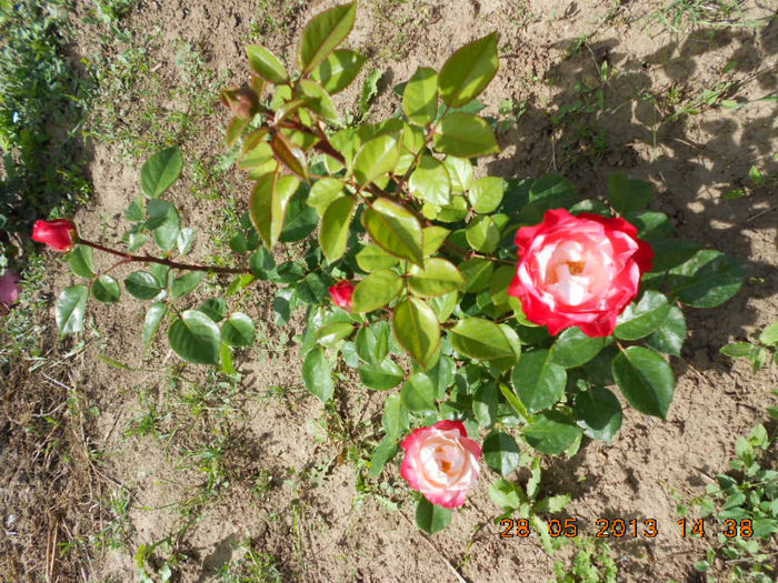 DSCN8124