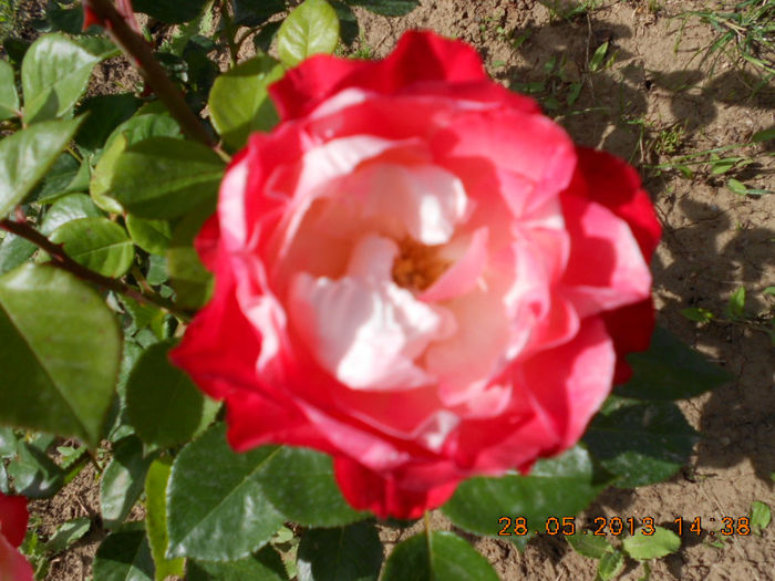 DSCN8125