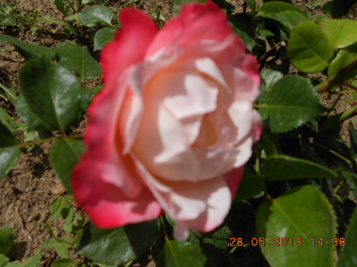 DSCN8126