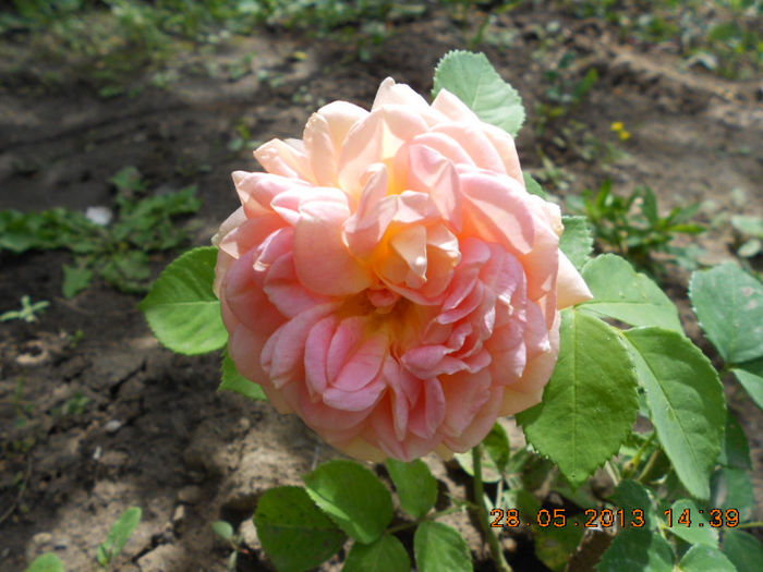DSCN8129