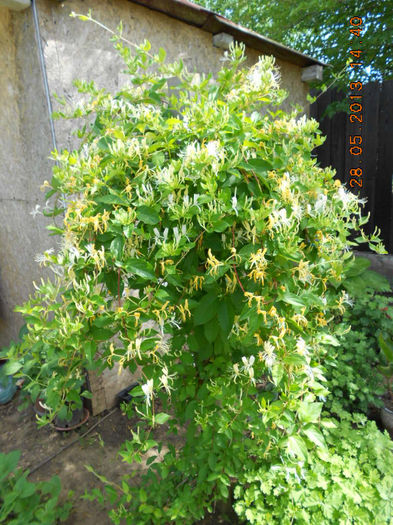 DSCN8130
