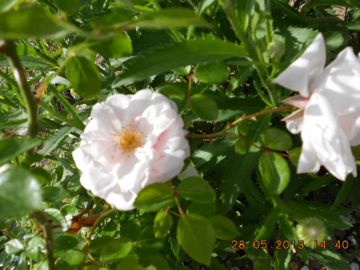 DSCN8132
