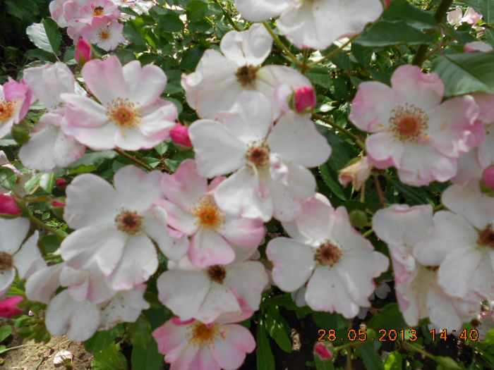 DSCN8135