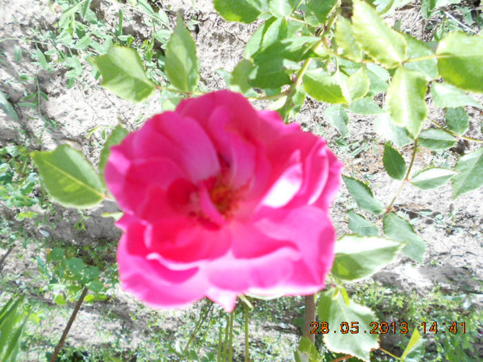 DSCN8136