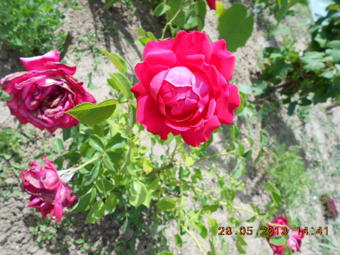 DSCN8137