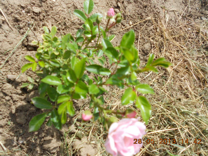 DSCN8143