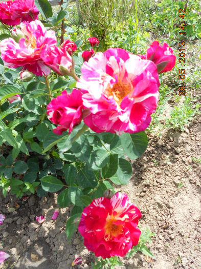 DSCN8144