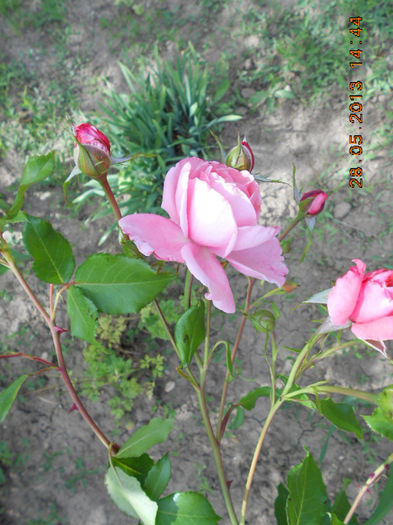 DSCN8153