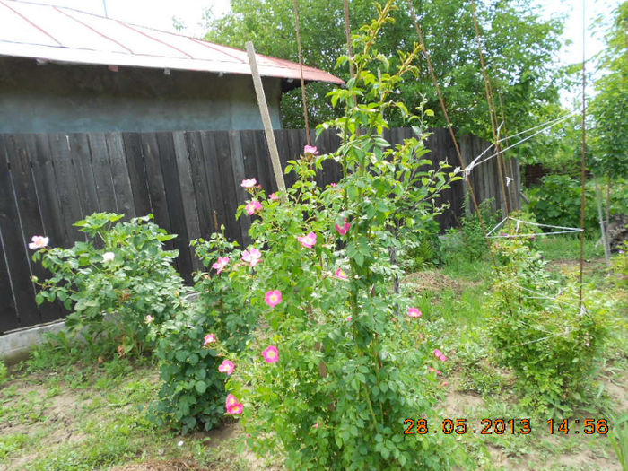 DSCN8158 - Trandafiri 2013