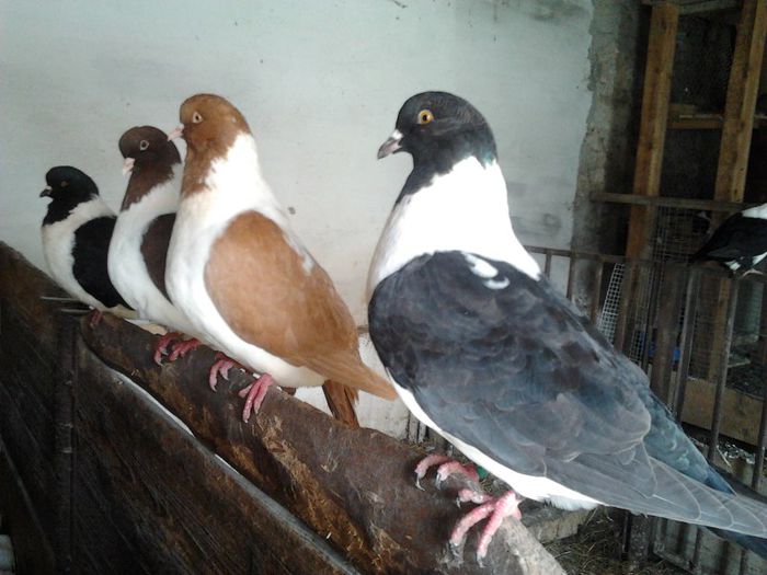 2013-06-01 13.00.26 - PORUMBEI STRASSER