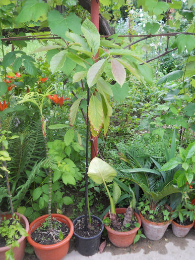 Avocado - Plante interior 2013