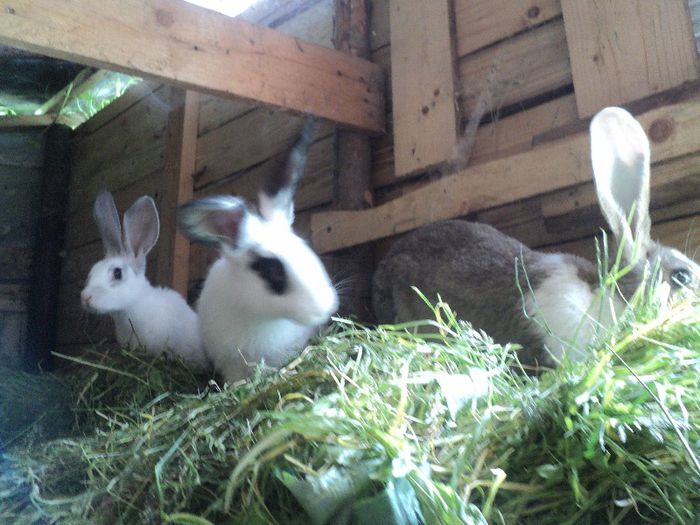 puii din albumul iepurasi