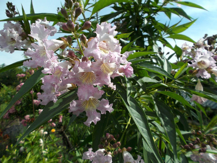 Chitalpa Tashkentensis