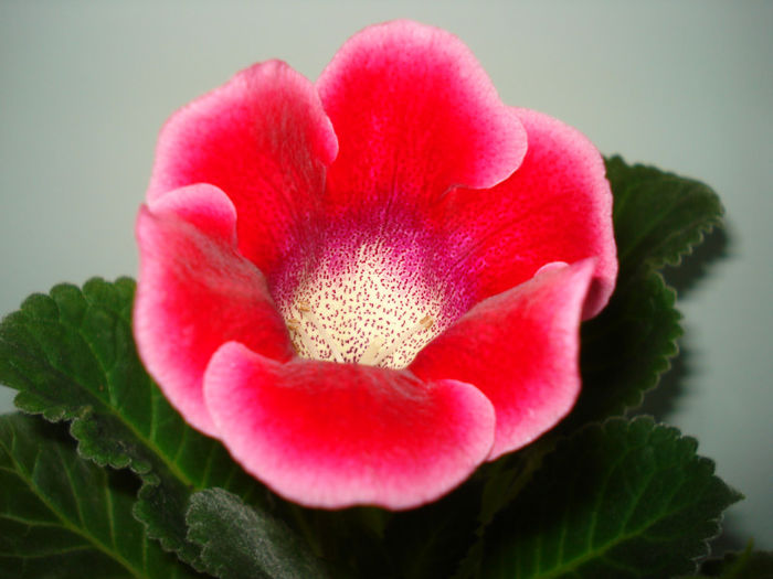 DSC07335 - GLOXINIA  2013