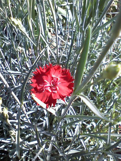 052913170937 - flori  2013