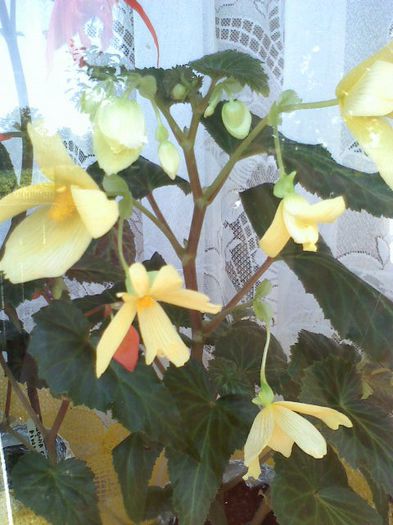 052913171045 - flori  2013